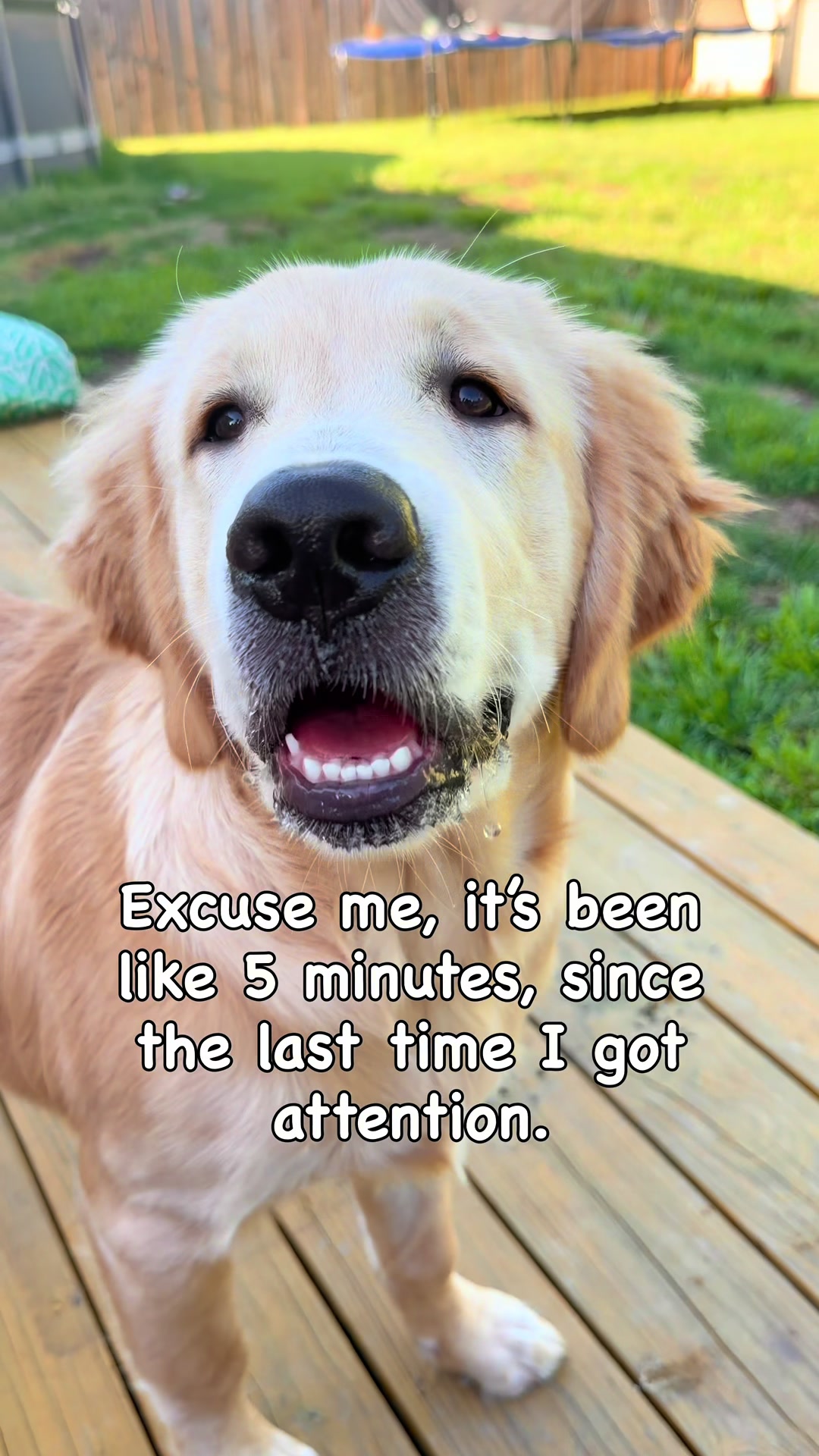 @Koda, Harley, and Brody