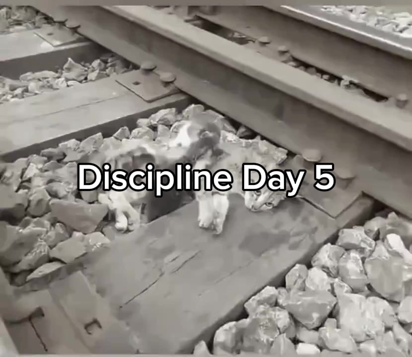 @𝑭𝑨𝑺𝑯𝑨𝑹𝑵𝑶 ✞