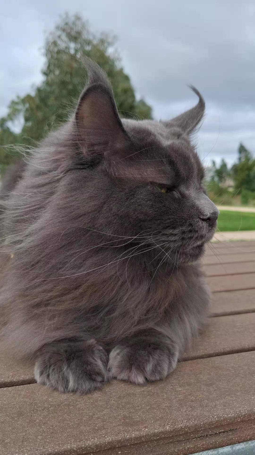 @Ragnar the Maine Coon 🐈