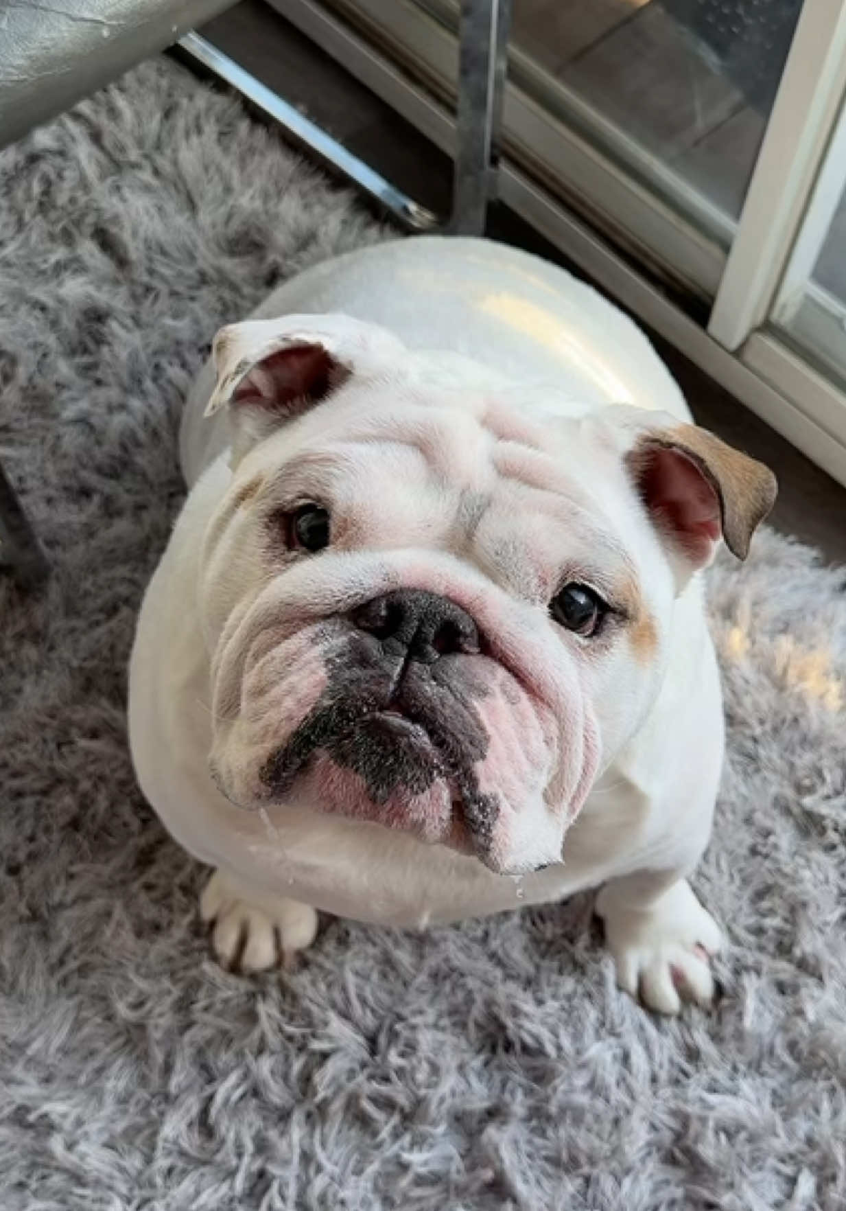 @PanchoTheEnglishBulldog