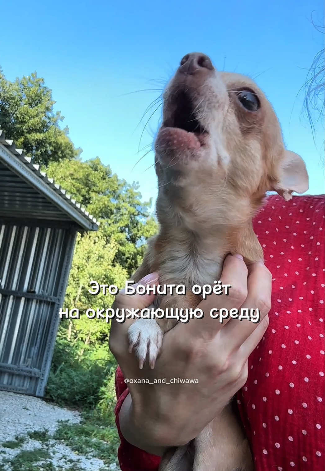 @Оксана & Чихуахуа Бонита