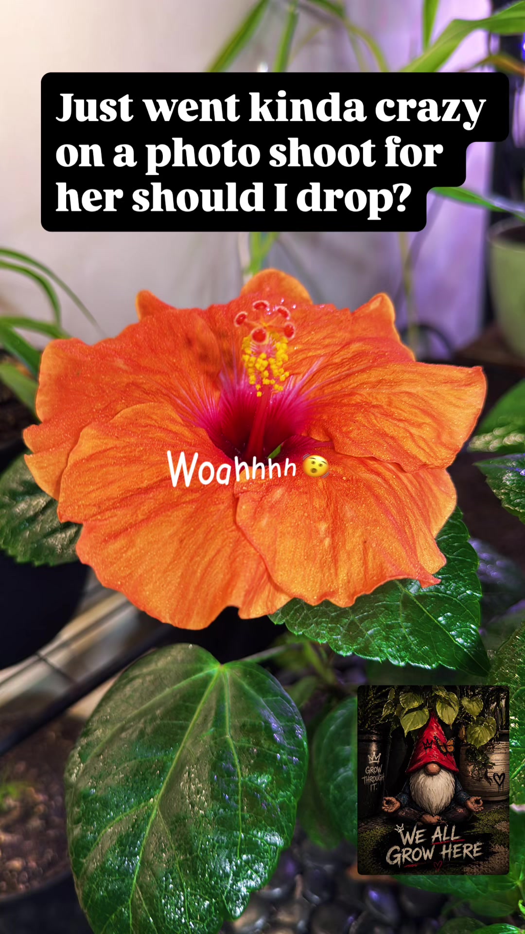@Plant daddy Sir
