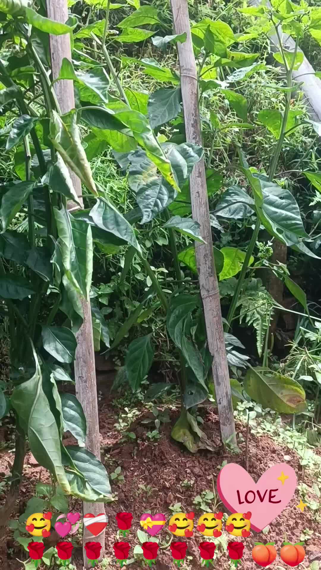 @Jamuna Lama