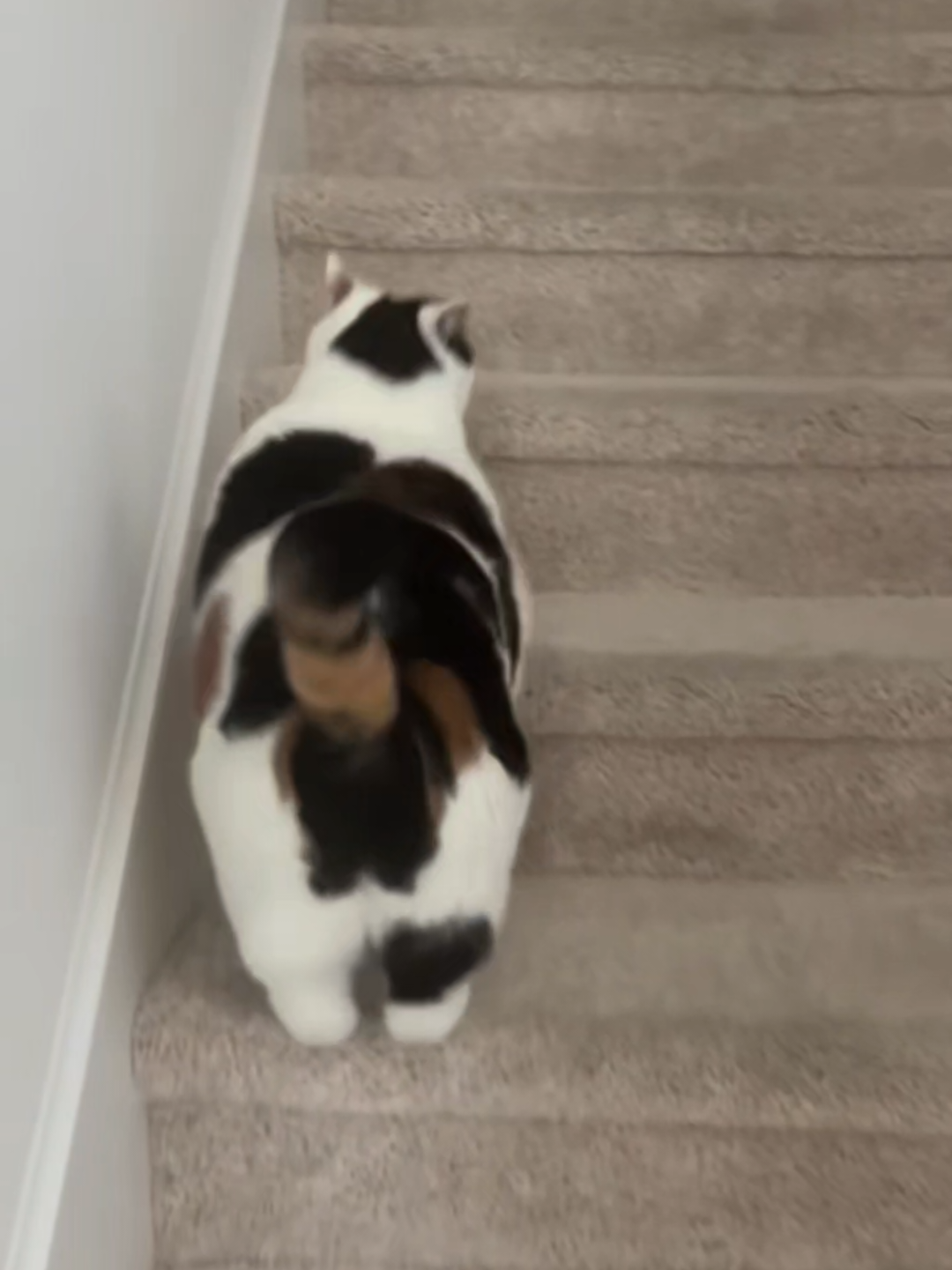 @Chonky World Of Cats