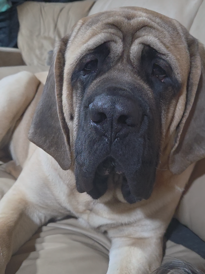 @Maple Mastiffs