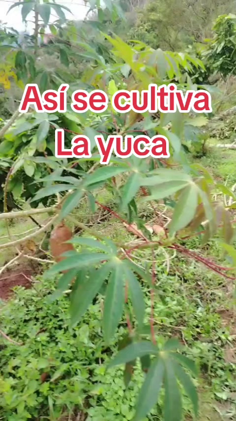 @german29a