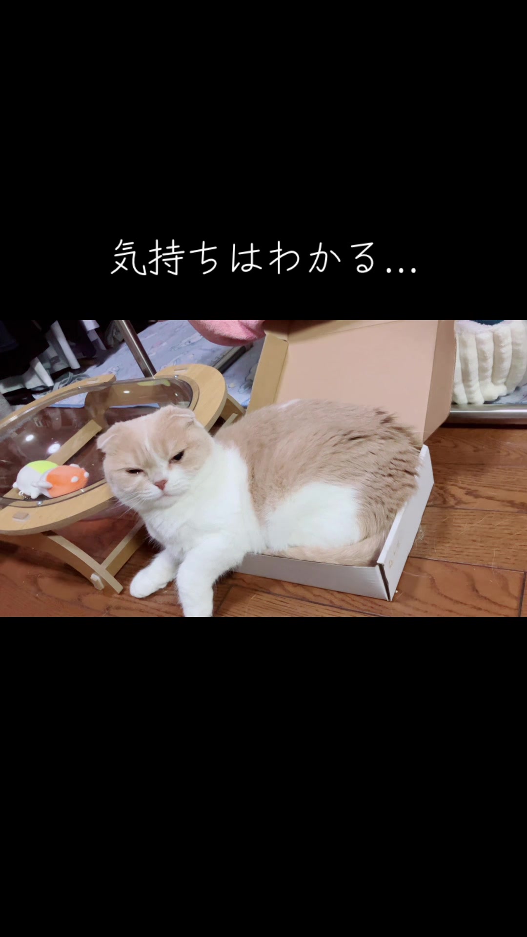 @らるたんと飼い主さん🌈🐾໊