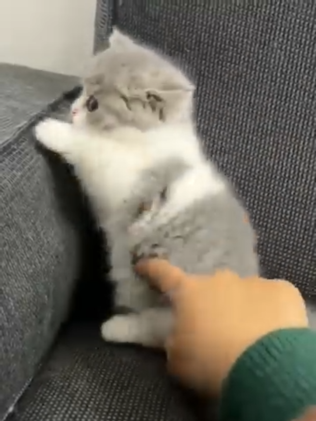 @Chonky World Of Cats