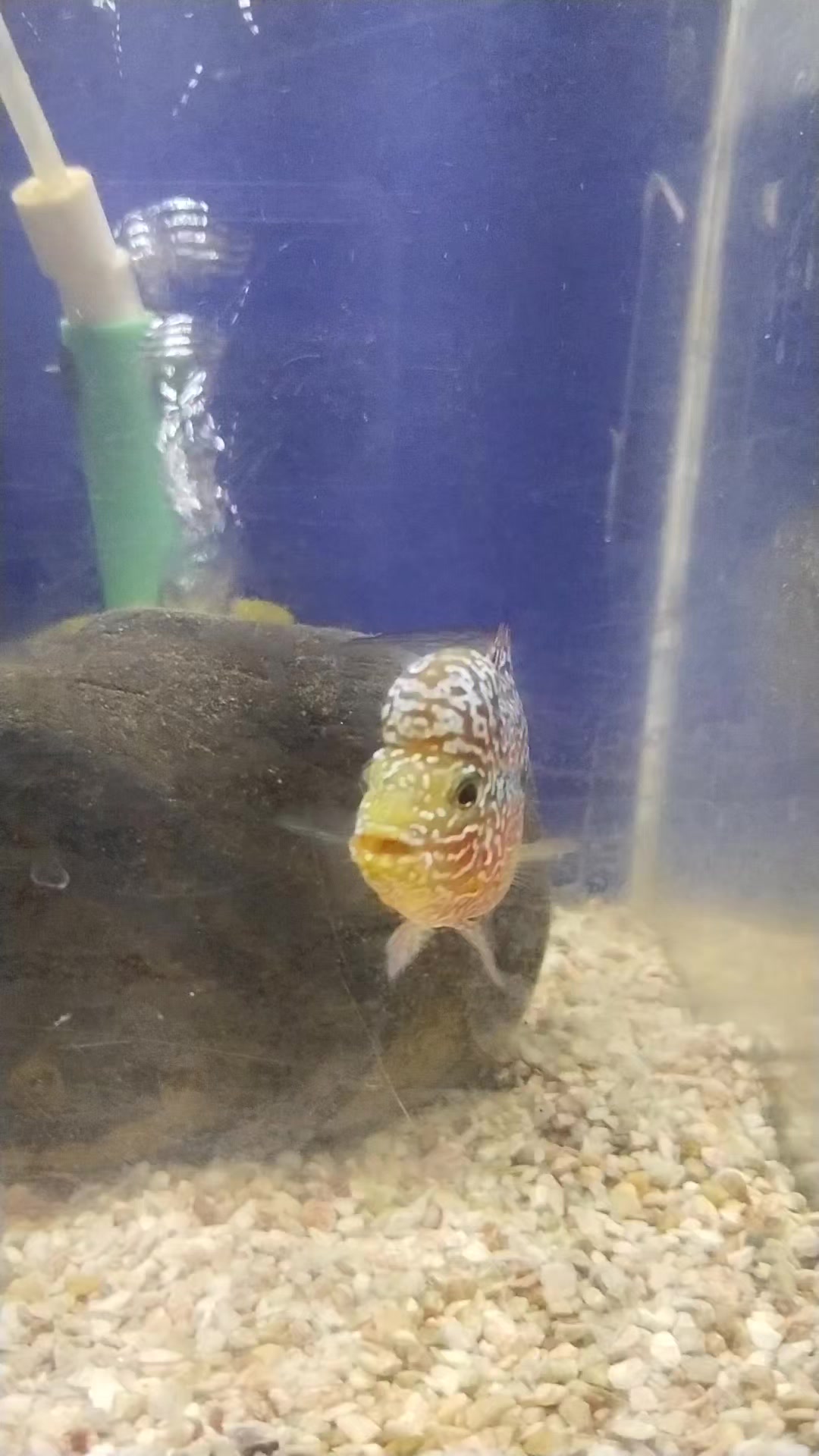 @Rodrigo EXOTIC AQUARIO