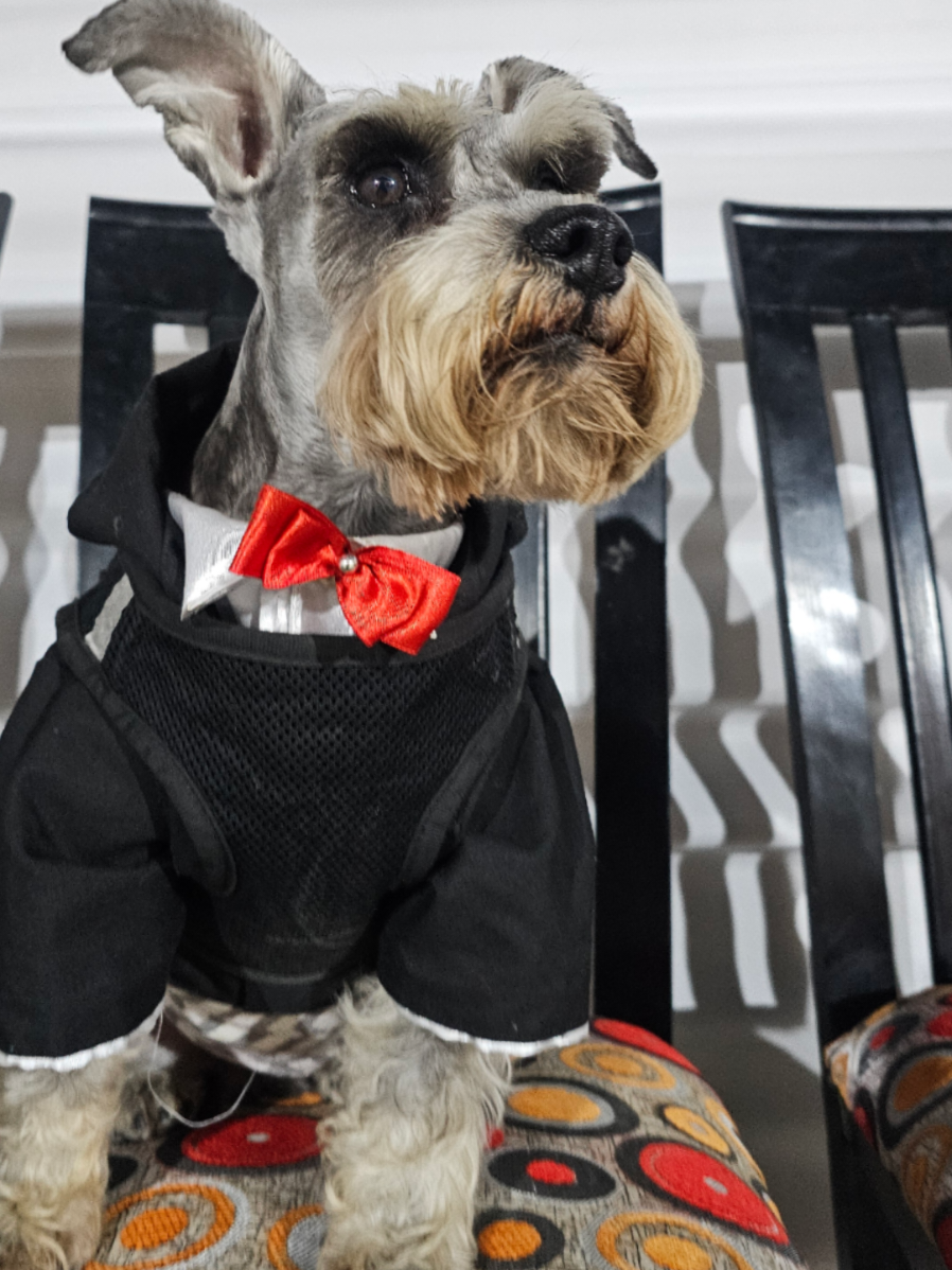@Forest🐶.schnauzer