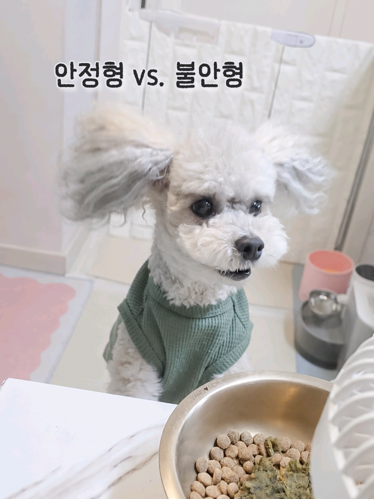 @바로아치 | 강아지와 사는 우리집 🐶