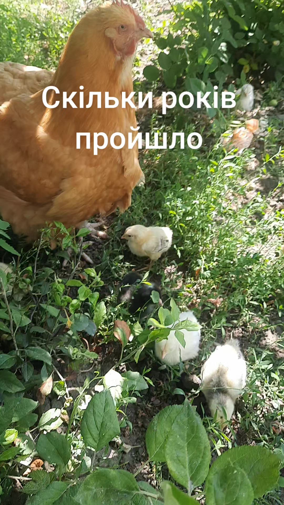 @Божена