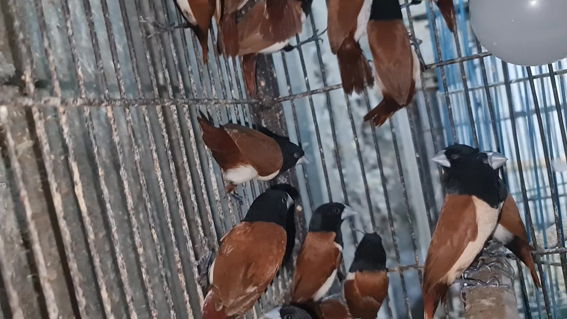 @ROYAL BIRD US