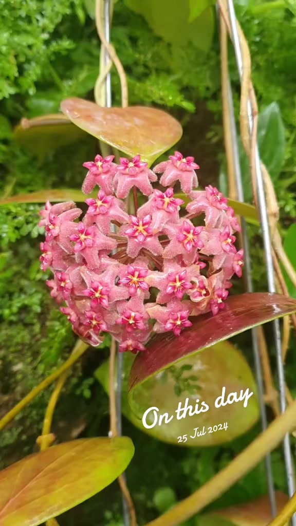 @Raregardenblooms