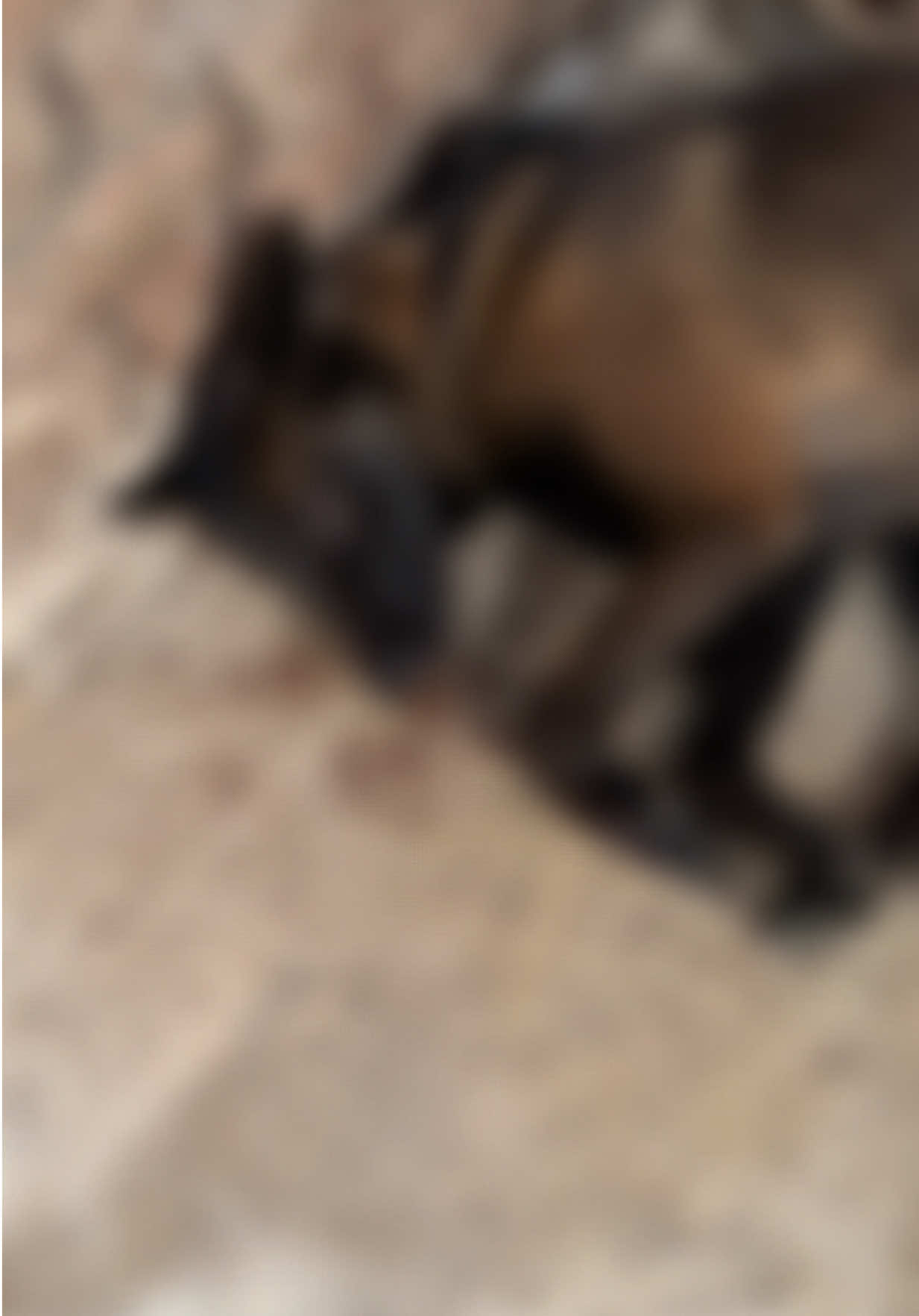 @عاصم هنيدي