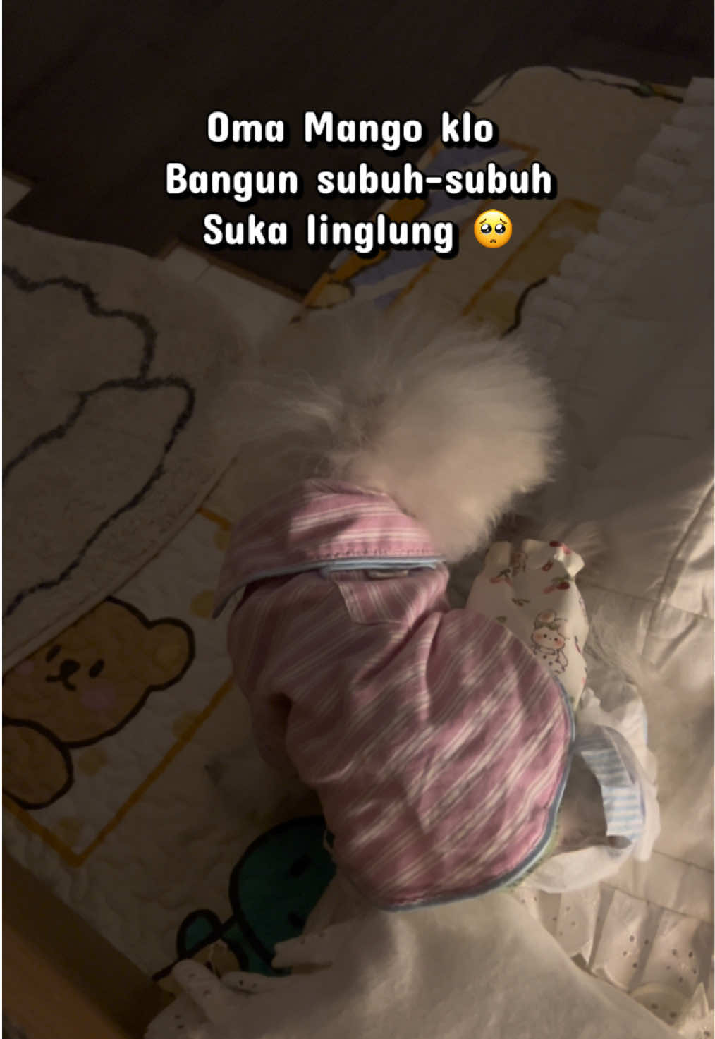 @Jiro and the poodle gang