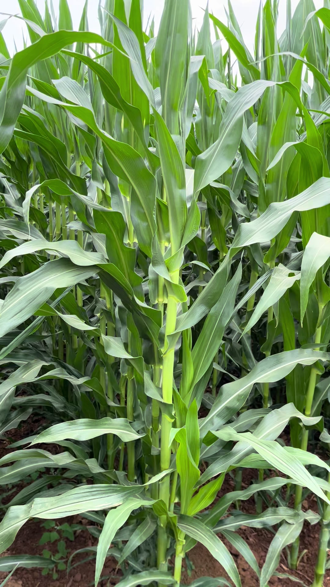 @AGROŞİMŞEK TARIM &Uuml;R&Uuml;NLERİ