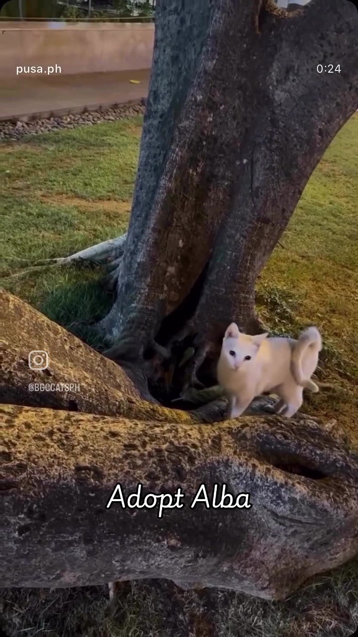 @Cats of BGC