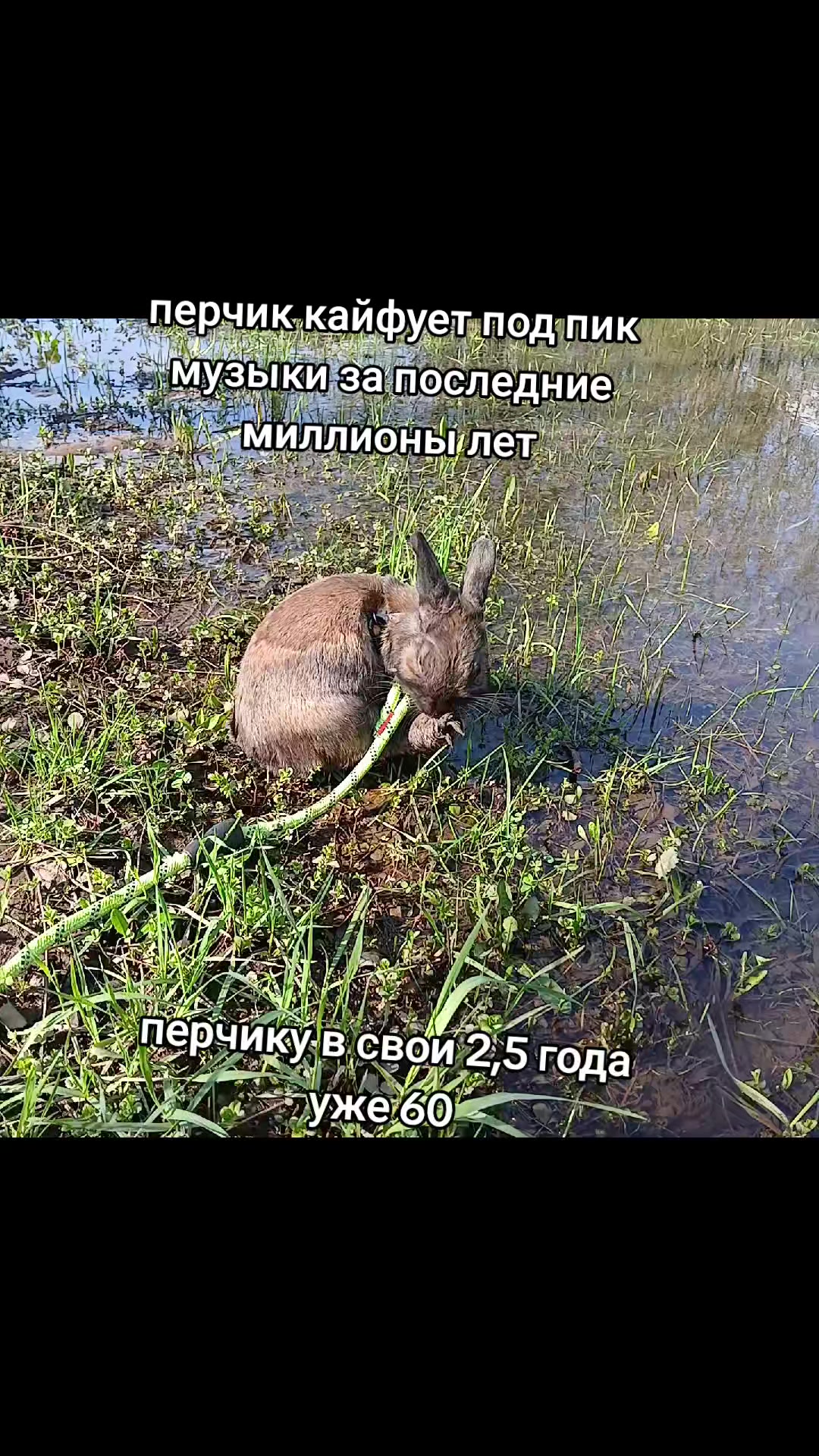 @кабачковый оладушек