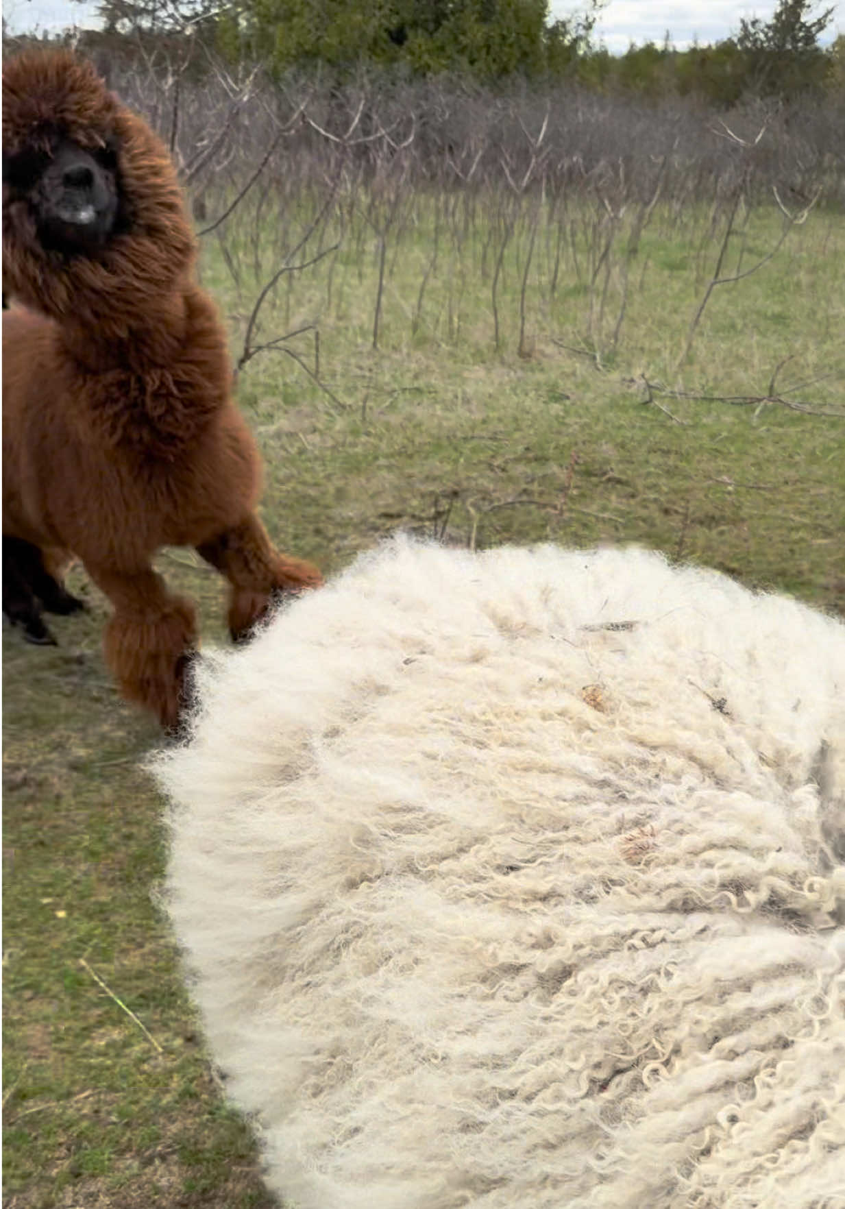 @Useless Farm
