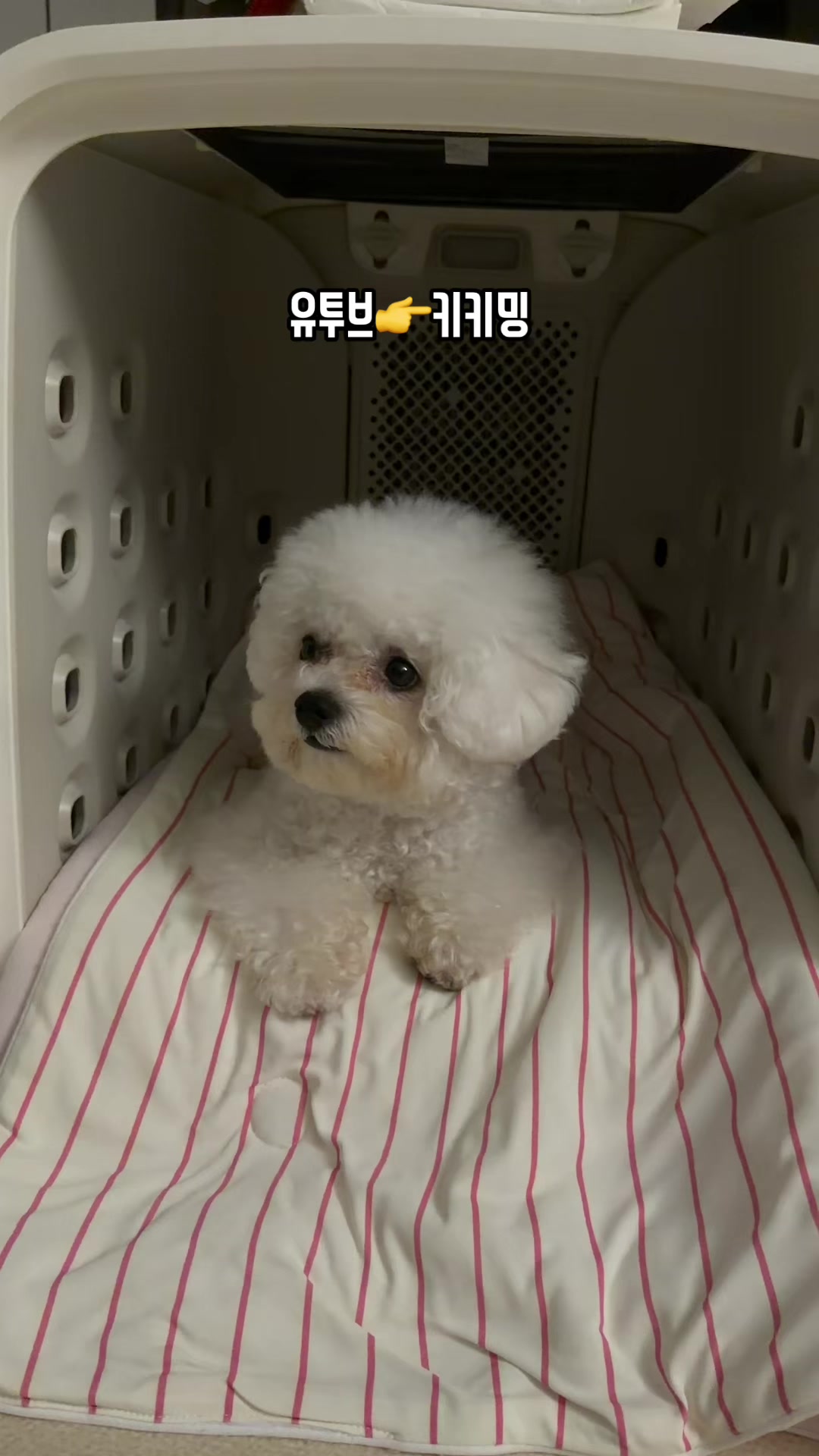@jeju_kiki