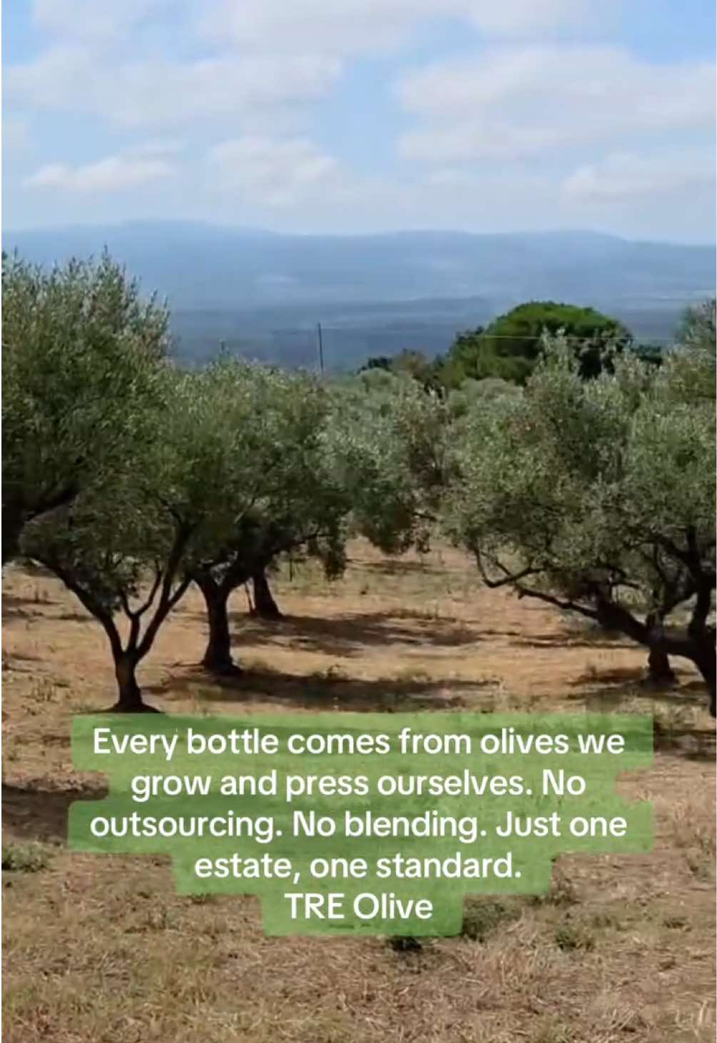 @TRE Olive