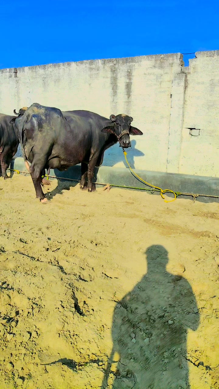 @💖🐄یوسف خان گوندل الہ 💖🐄
