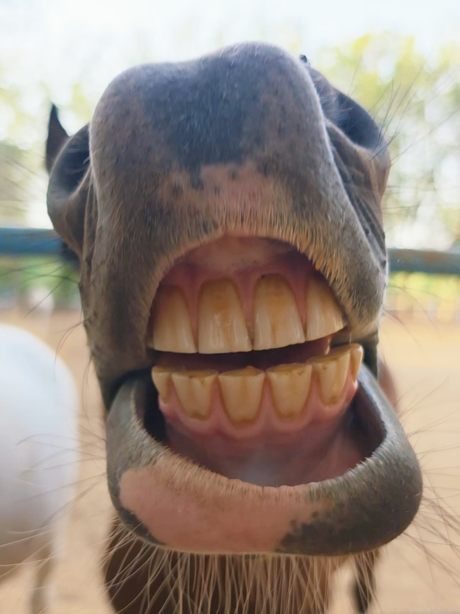 @funny:)animalsbytwins