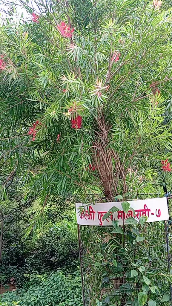 @Kalpana Bhusal