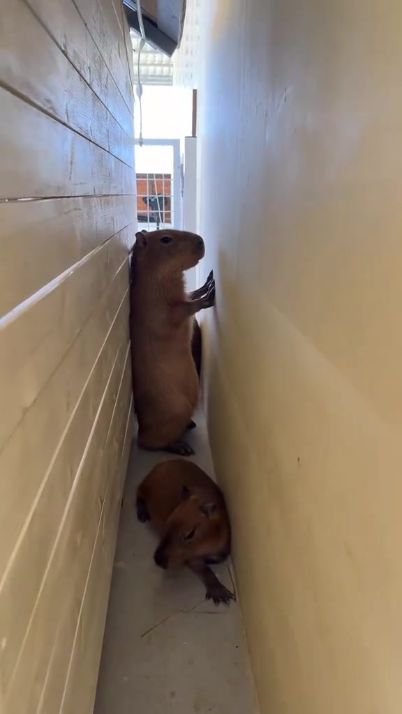@Capybarabaramedia