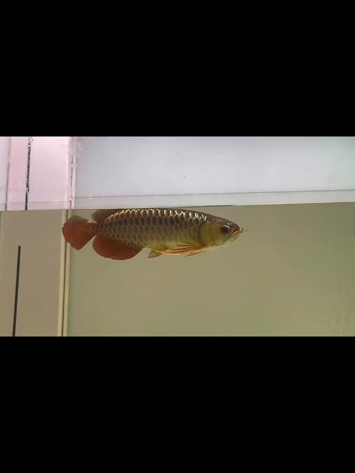 @網上動物