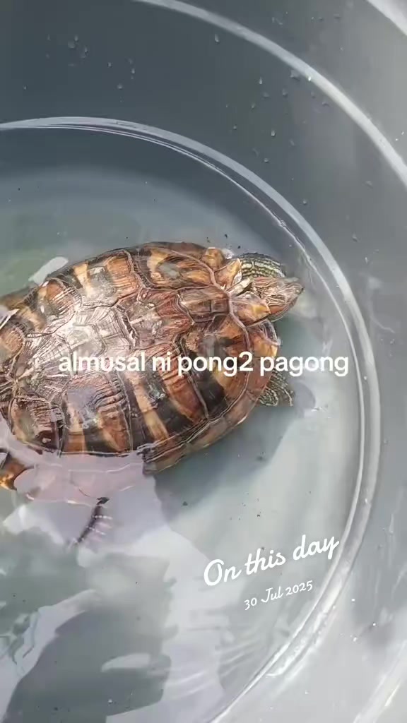 @renantepet