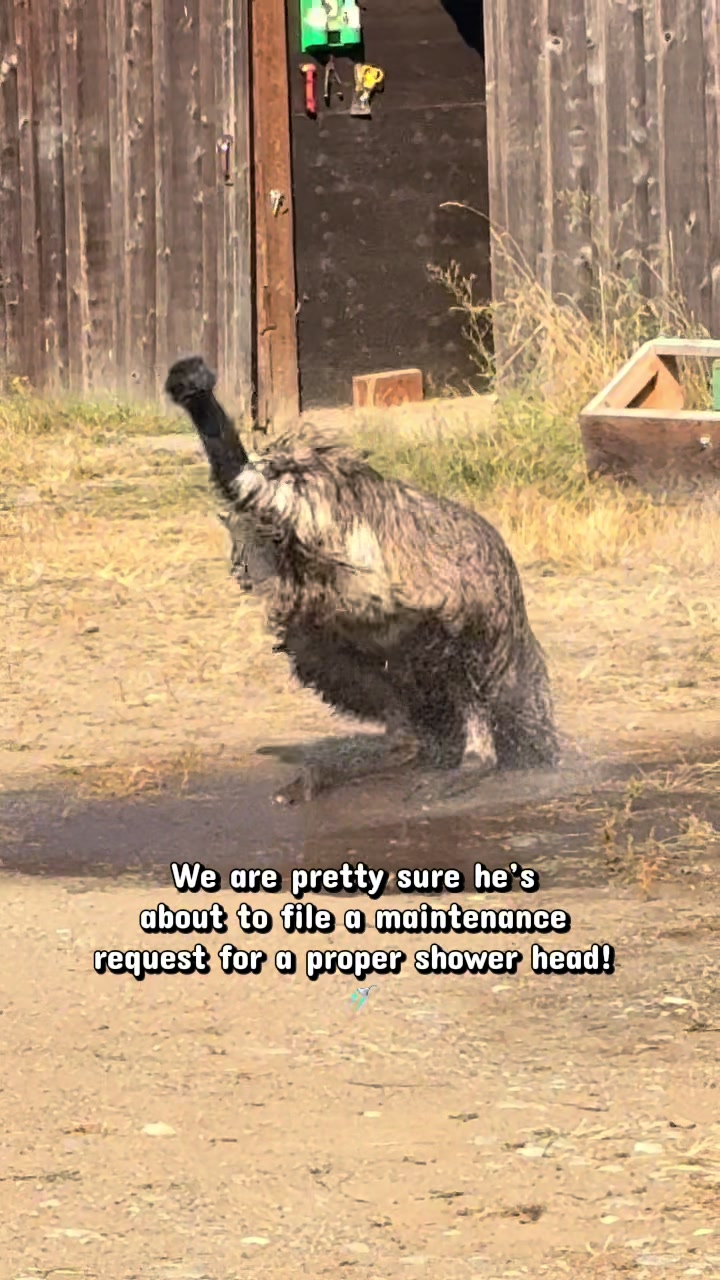 @Home for Hooves 🐽