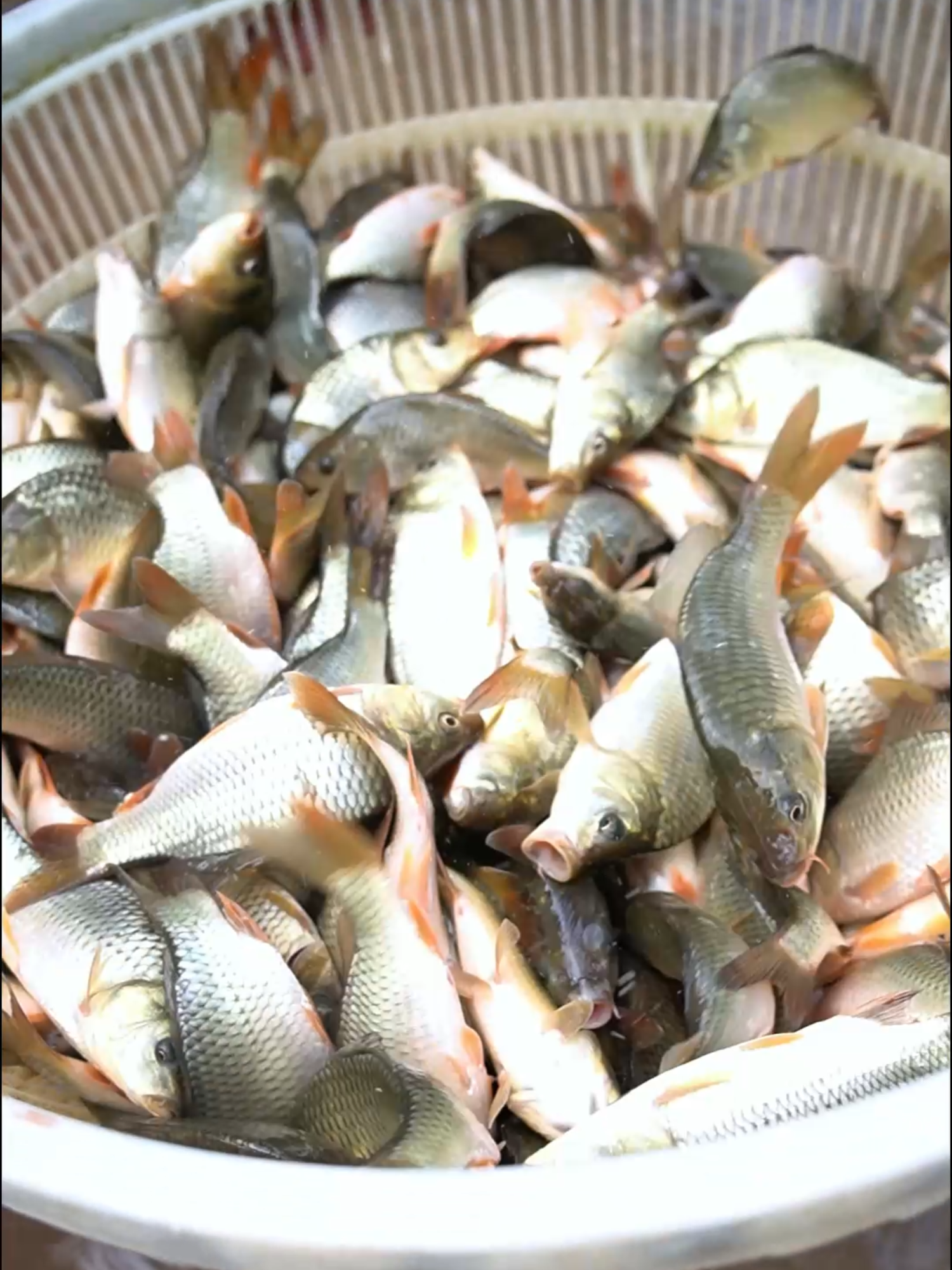 @Trại Cá Giống Quang Lâm