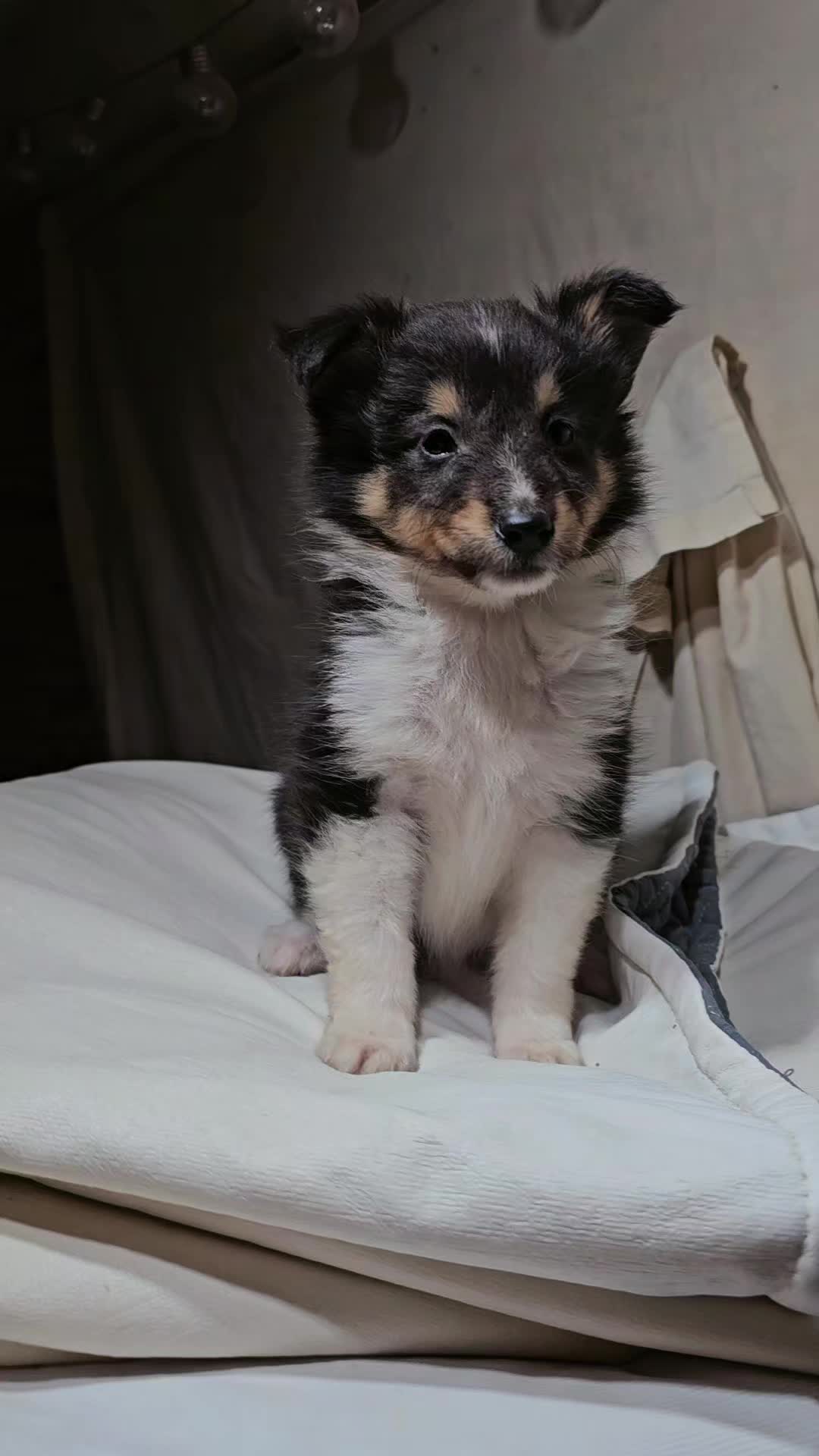 @kennel.dogs