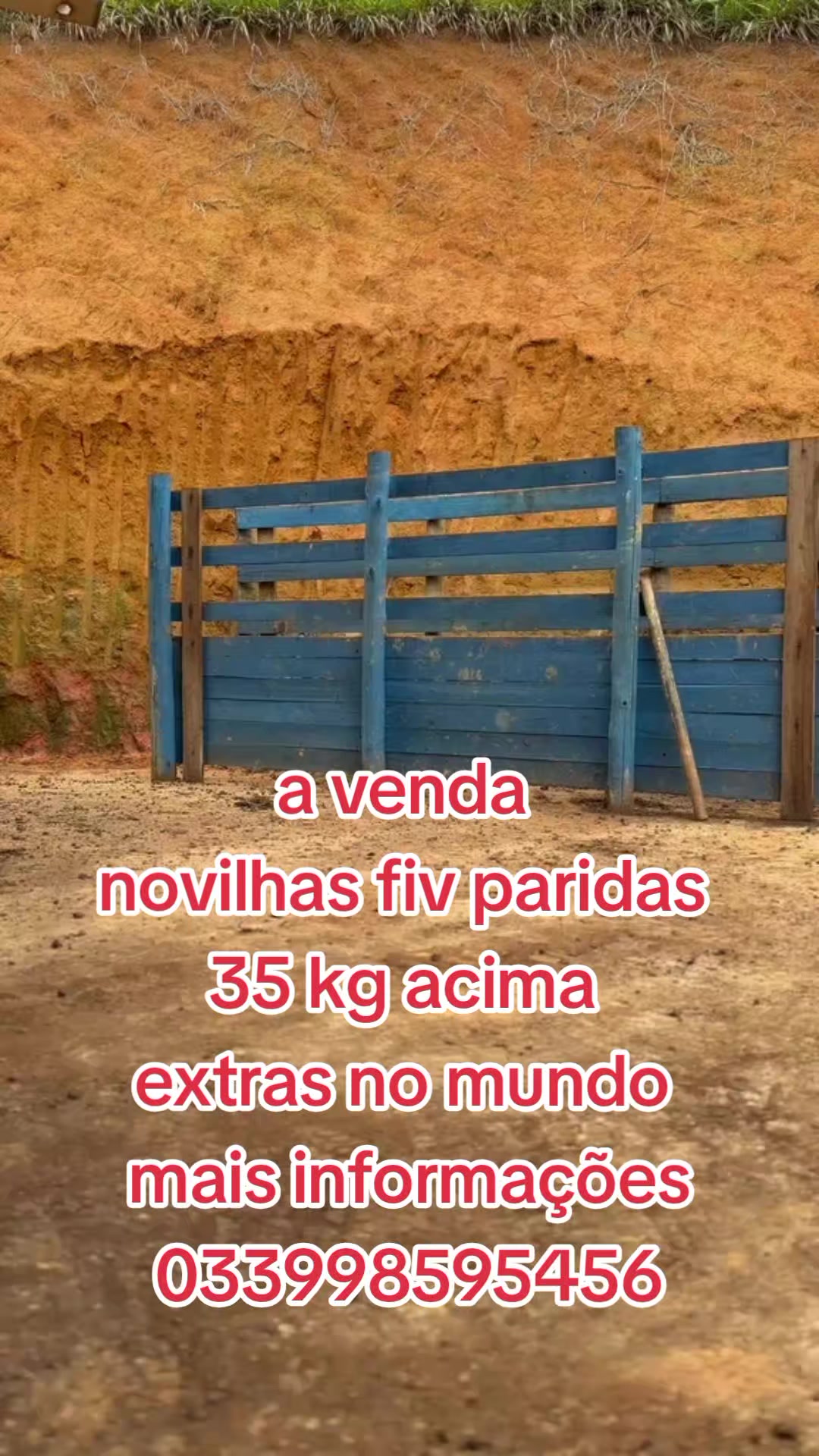 @marketing_do_gado