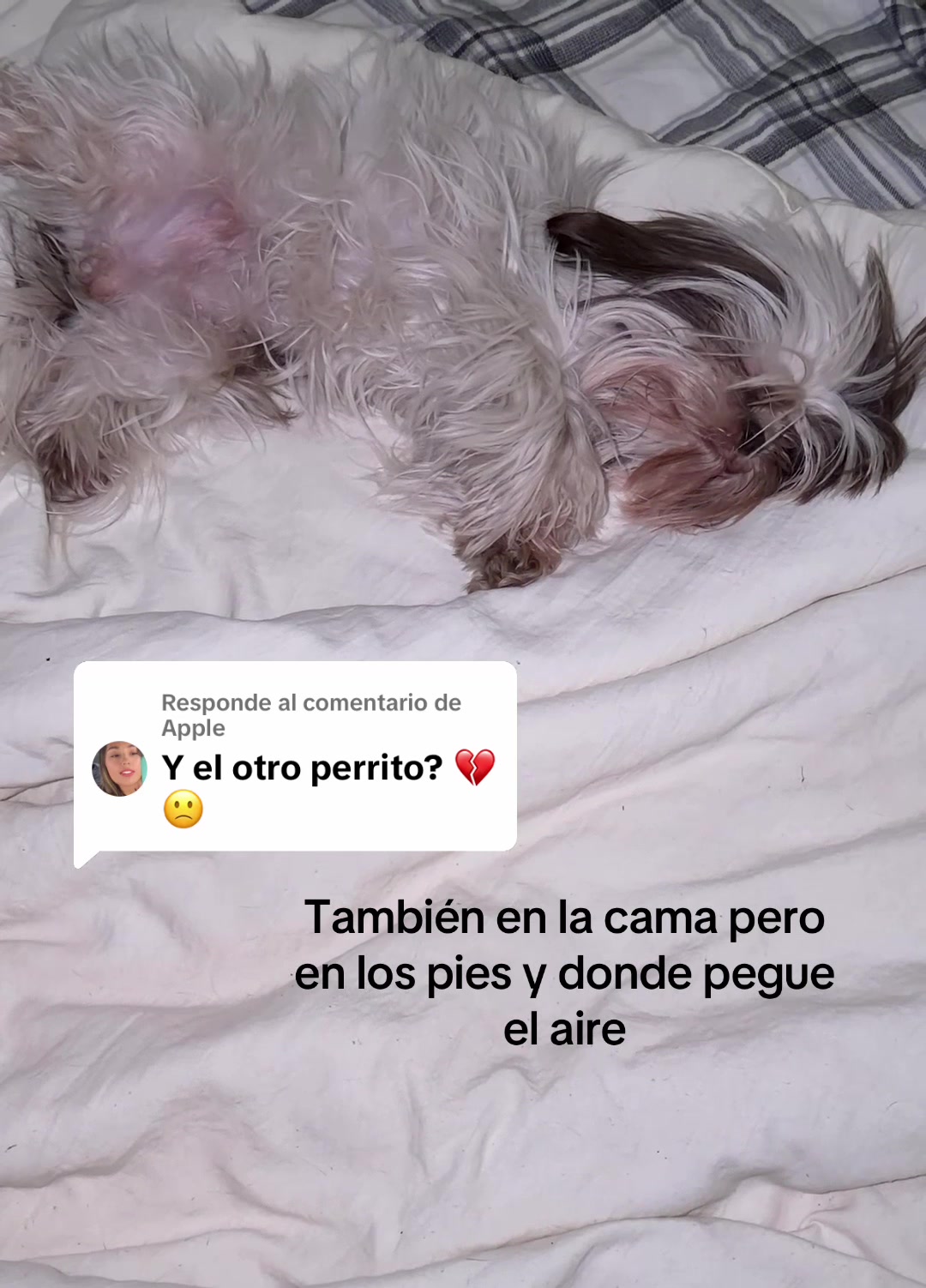 @anetharenas
