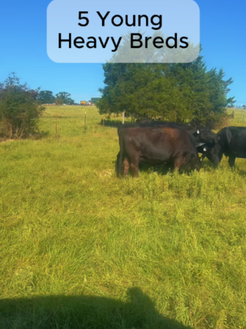 @Rutherford Land and Cattle
