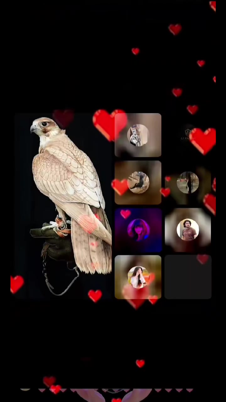 @🦅A.J FALCON 🦅