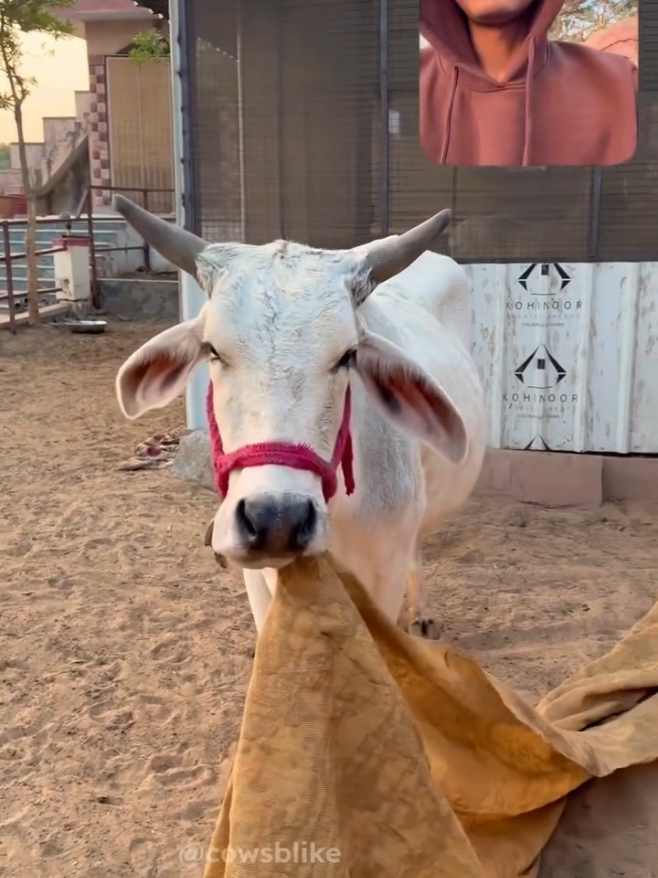 @cows_b_like