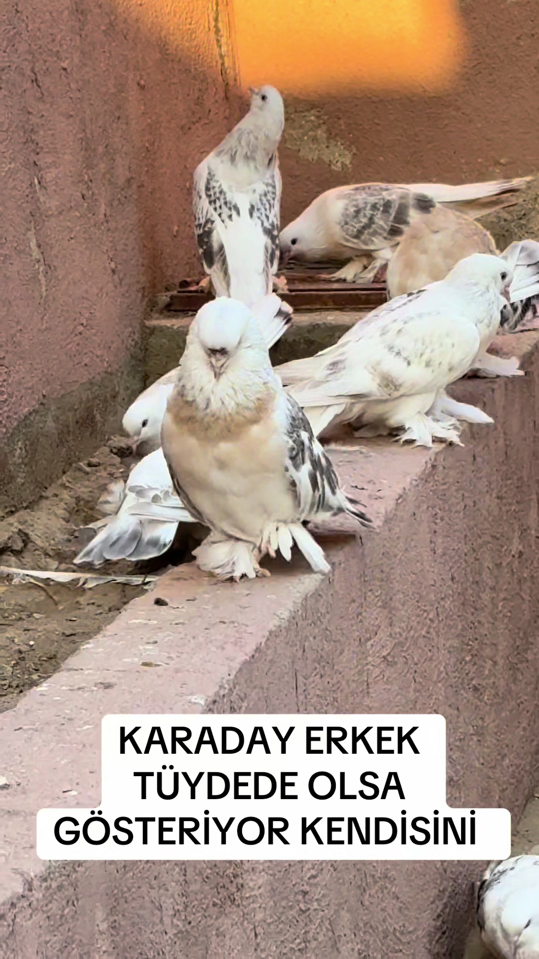 @Ramazan uztemur 36