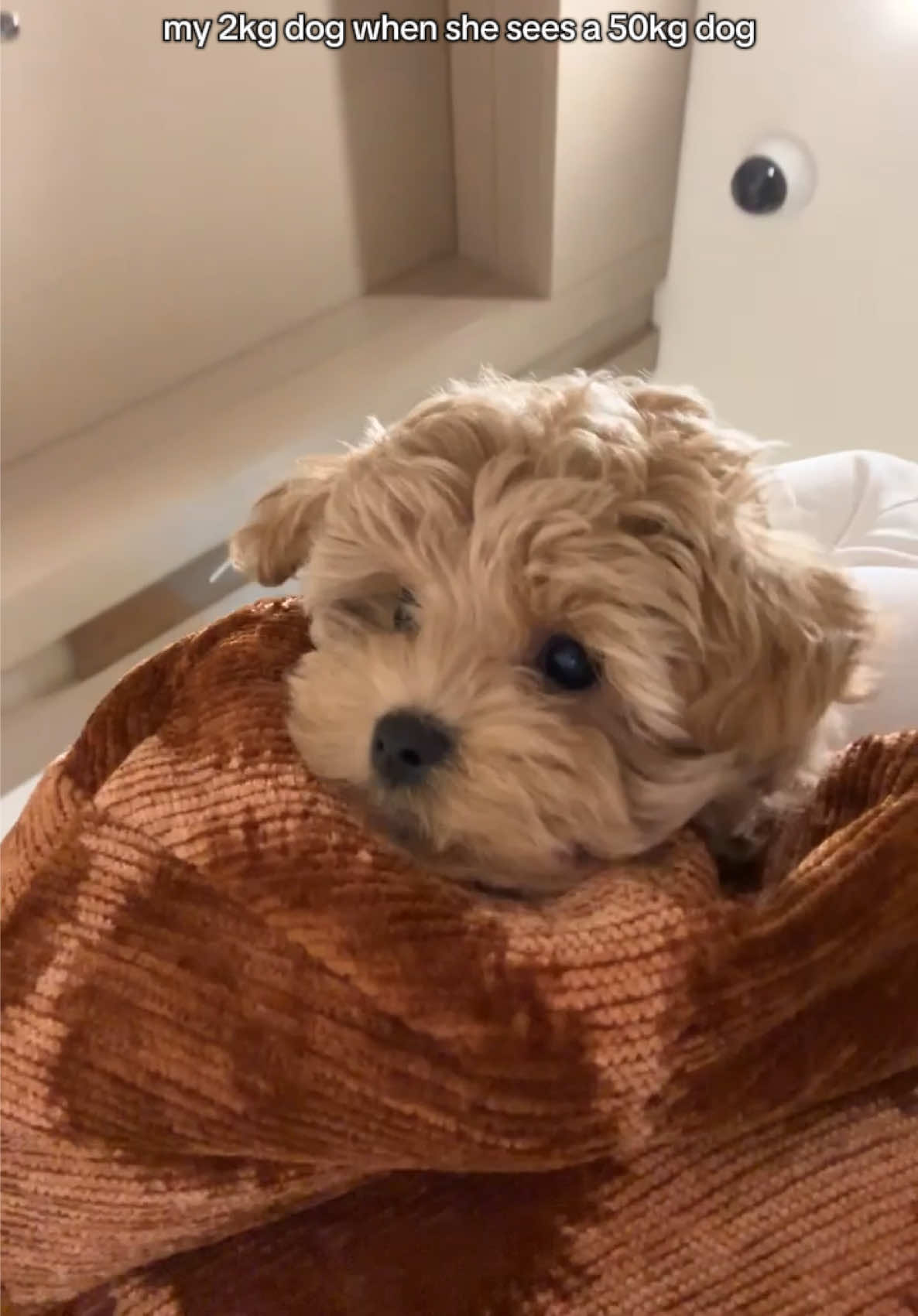 @Mochi the Maltipoo 🐻