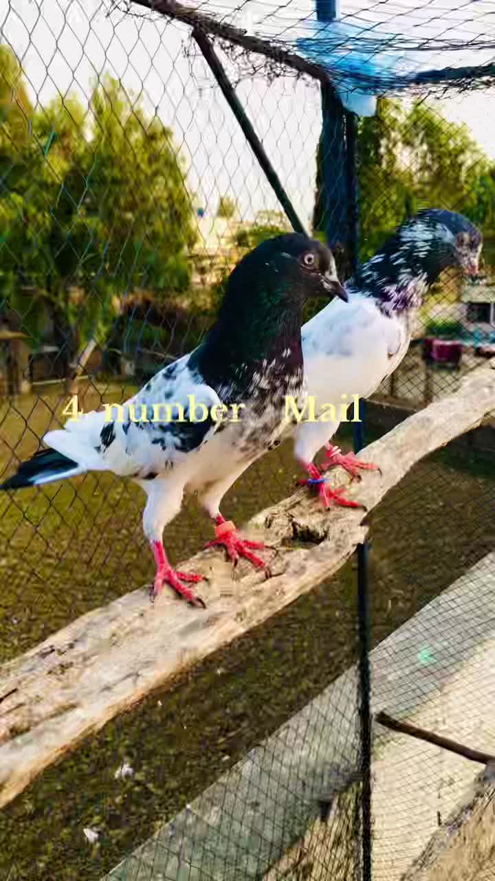 @Malik Shehzad