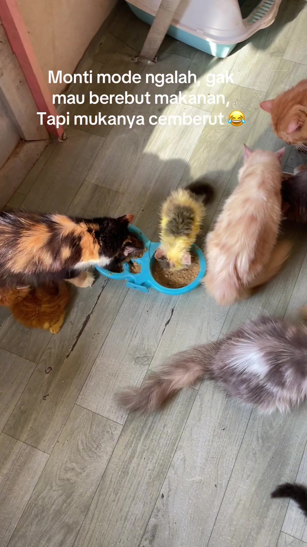 @Meow family