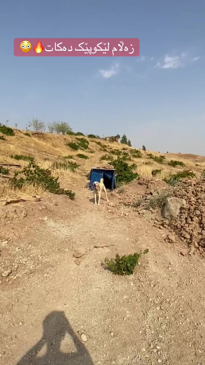 @شێرەکانمــ🦅