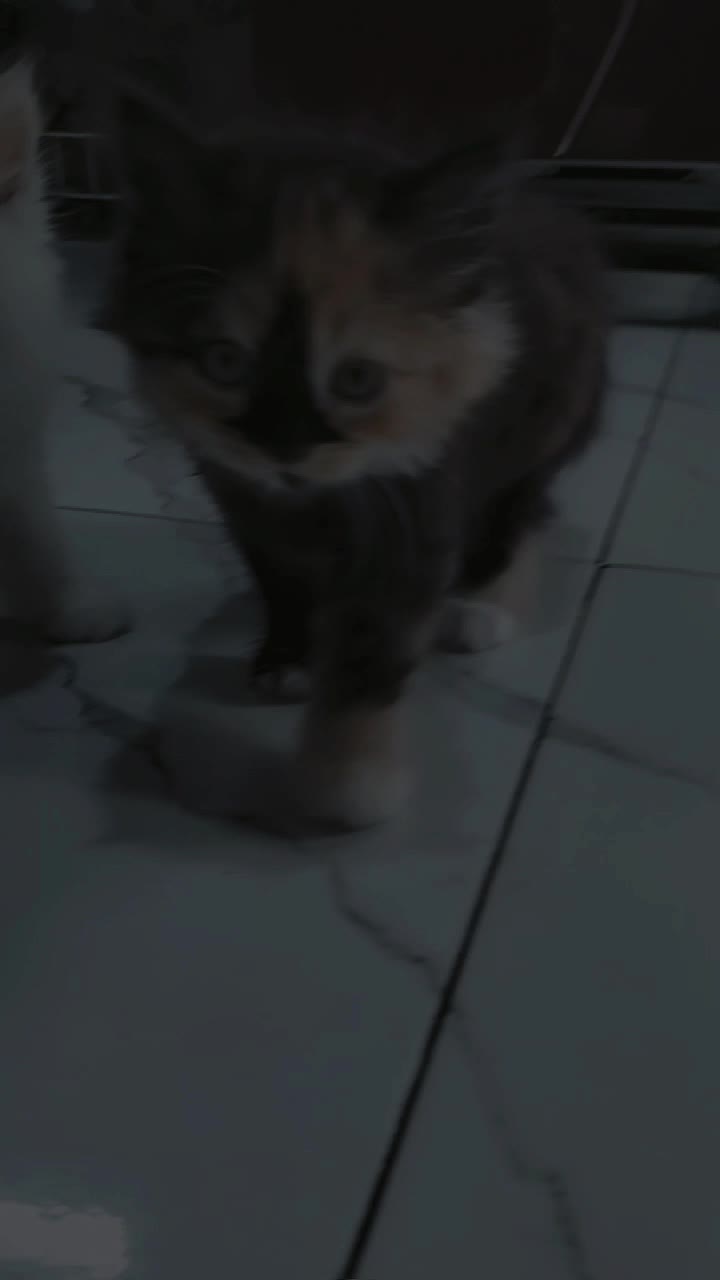 @Chiio Chiiwi Family😽🤍