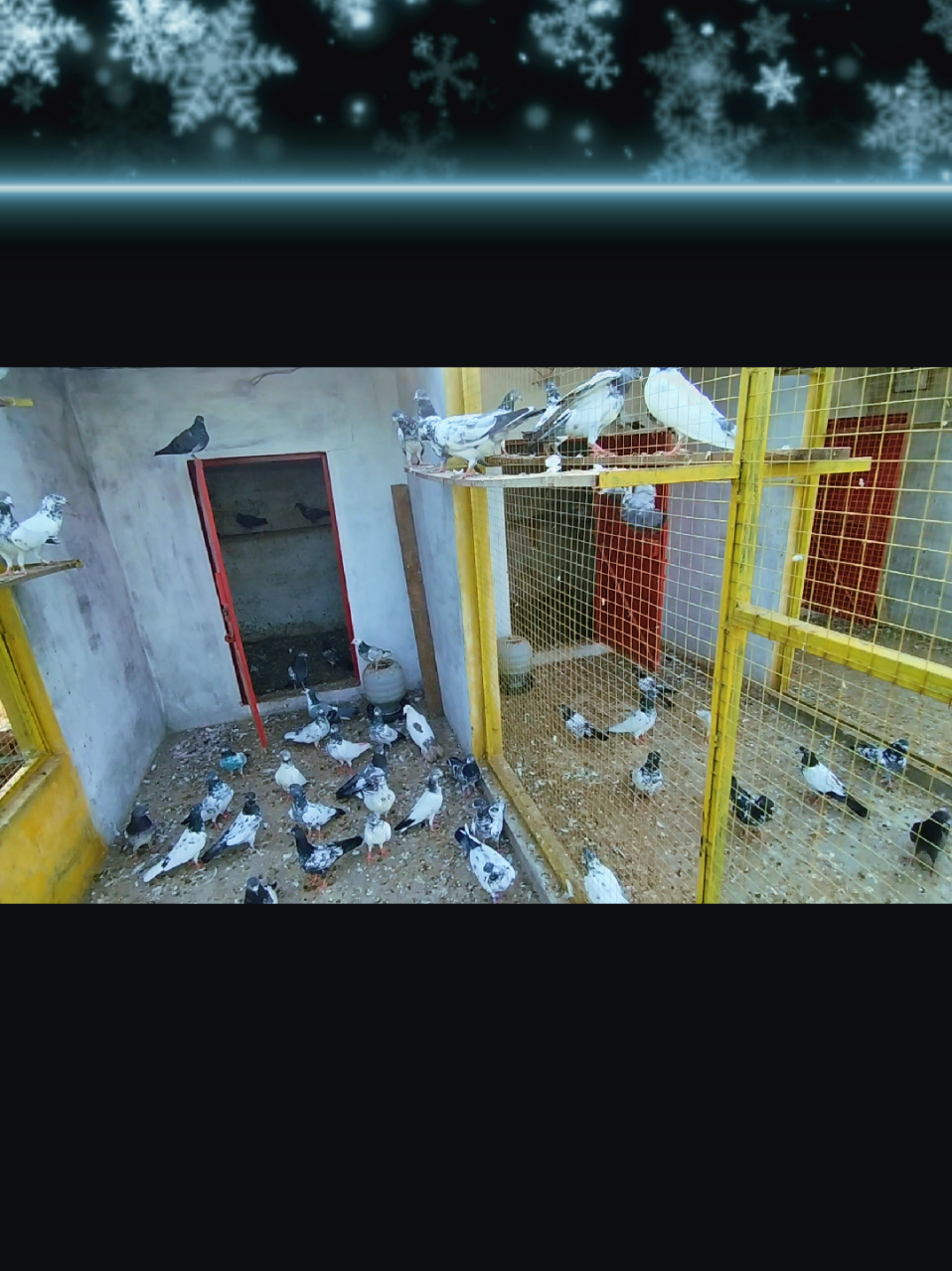 @Babar Pigeons Club