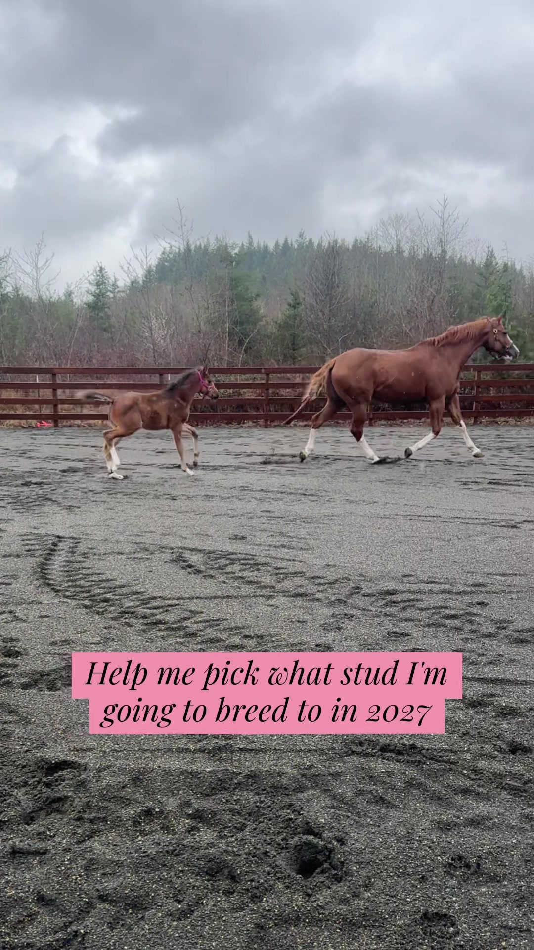 @Cait | Red Mare Owner