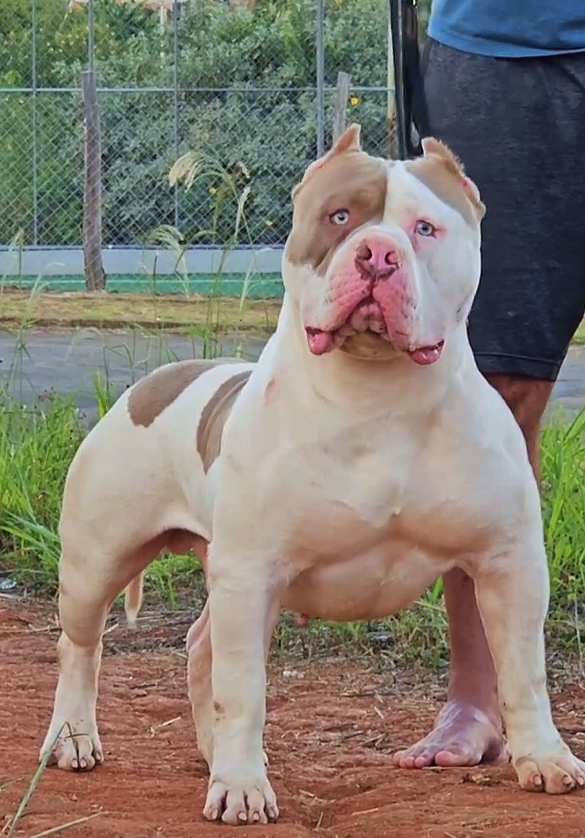 @Brazilian Bull