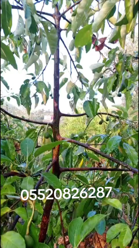@Alanya avakado dünyası